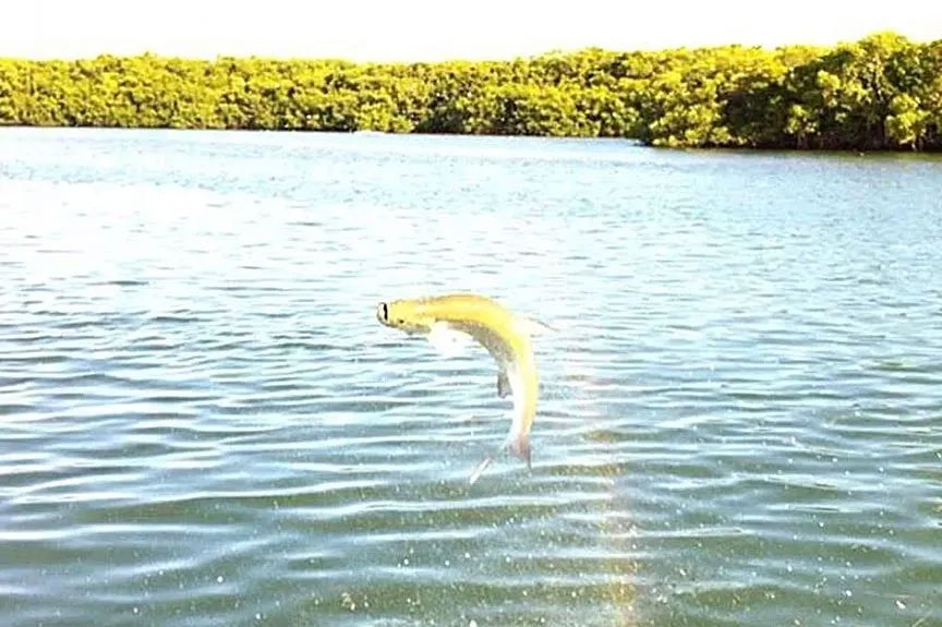 Fish arching as it jumps out of the water