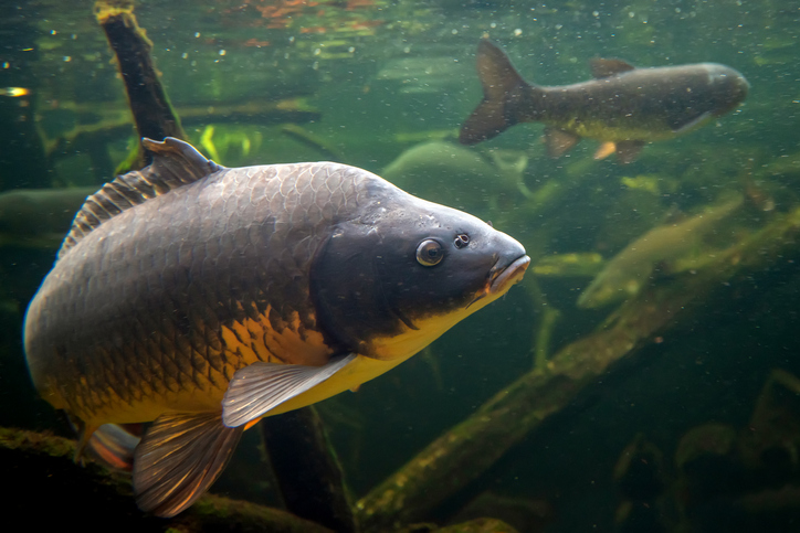 close up of fish swimming in water