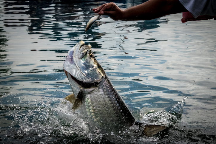 Large fish on hook being pulled out of water