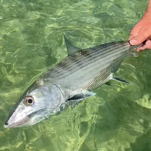 Closeup of bonefish.